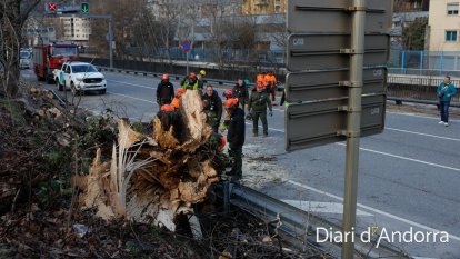 L'arbre que ha caigut a l'avinguda Salou és de grans dimensions