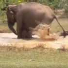 Mare elefant colpeja a un cocodril per salvar el seu fill