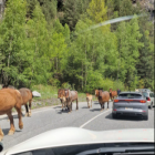 Cavalls a la carretera de la Massana