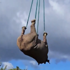 Un rinoceró sent transportat