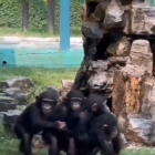 Quatre petits goril·les fan el tren en un zoo