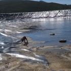 Banders rescaten una guineu atrapada en una bassa d'aigua