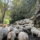 Les ovelles provinents de la Seu ja han entrat al Principat