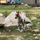 Un cavall al Pas amb la brossa al terra