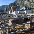 Un dels exemplars a la fira