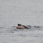 Orca carrega amb la seva cria morta