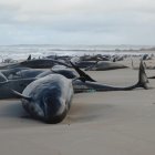 Balenes a una platja de Tazmania