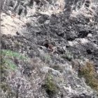 El mufló apropant-se al mirador.