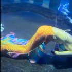 Sirena rescatada