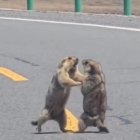 Baralla marmotes a la Xina