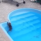 Gat descobreix que sap nedar després de caure a la piscina.