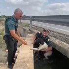 Rescaten un gos a Alzira, València