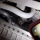 El gat del pàrquing.