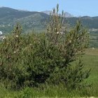 Un pi amb processionària a Canillo.