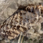 Un niu de vespa asiàtica.