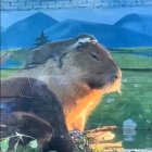 La paciència d'un capibara amb una llúdria.