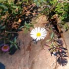 Flora exòtica a Andorra