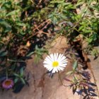 Flora exòtica a Andorra