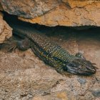 La serenella pallaresa, una de les espècies en perill d'extinció