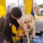 Banders a Barcelona contra la pesta porcina.
