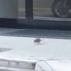 Una rata sorprèn els vianants a l’avinguda Doctor Mitjavila aquest matí
