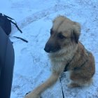 Troben Xiri, el gos perdut a Escaldes fa una setmana