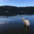 “L'Auïna es relaxa al llac Mouriscot de Biarritz  encuriosida davant els ànecs”, explica l'Albert Roig sobre aquest moment  que va captar.