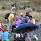 Benedicció del bestiar a Ordino
