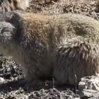 Les marmotes sortint de la hibernació