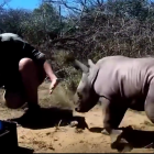 Un rinoceront protegeix la seva mare
