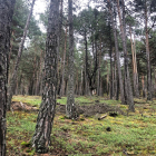 Un bosc d’Arinsal.