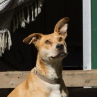 L'Alpha, un gos de la gossera, que va aparèixer al calendari solidari de GosSOS d'aquest any.