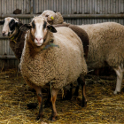 Un ramat d’ovelles a la Massana.