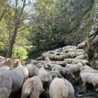 Les ovelles provinents de la Seu ja han entrat al Principat