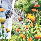 LES PLANTES A L’ESTIU NECESSITEN EL DOBLE DE TEMPS DE REG