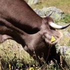 La campanya de vacunació sobre la cabana bovina està a punt de completar-se.