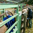 Una veterinària injectant la vacuna a una vaca.