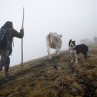 Unes 50 persones han acompanyat els ramaders i el bestiar fins a Roca de Pimes aquest matí a la primera Festa de la Transhumància