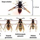 És important saber distingir-la de les vespes autòctones