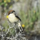 El capsigrany és un dels ocells en perill d'extinció