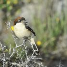 El capsigrany és un dels ocells en perill d’extinció.