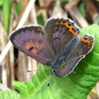 La papallona 'coure violeta' (Lycaena helle), una espècie amenaçada a nivell mundial.