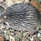 Pesa només 80 grams, té 120 mm de llargada i viu en rius i rierols