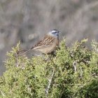 Sortida primaveral d'observació d'ocells