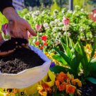 El comú tornarà a repartir compost.