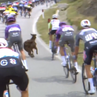 Una cabra travessa entremig dels ciclistes al Giro d'Itàlia