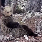 Un os bru captat amb fototrampeig.