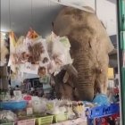 Elefant botiga Tailàndia