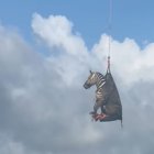 Rescat d'una zebra amb un helicòpter als Estats Units.