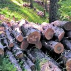 Fusta tallada i trossejada al coll de les Cases